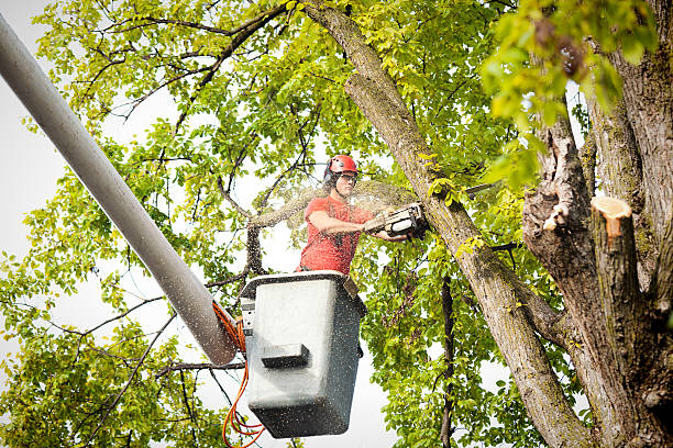 How Our Tree Care Process Works  in  South Monroe, MI