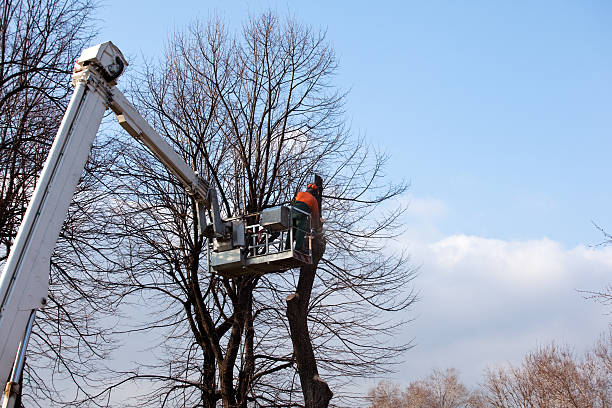 Professional Tree Removal Services in South Monroe, MI